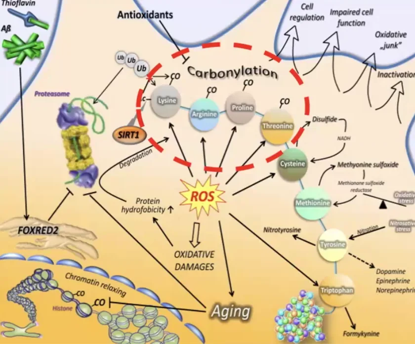 Carbamylation