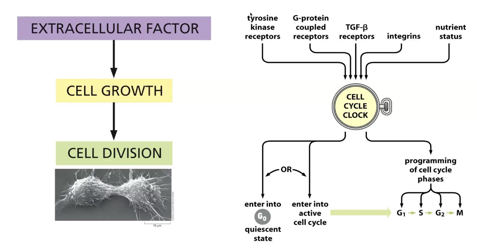 cell growth