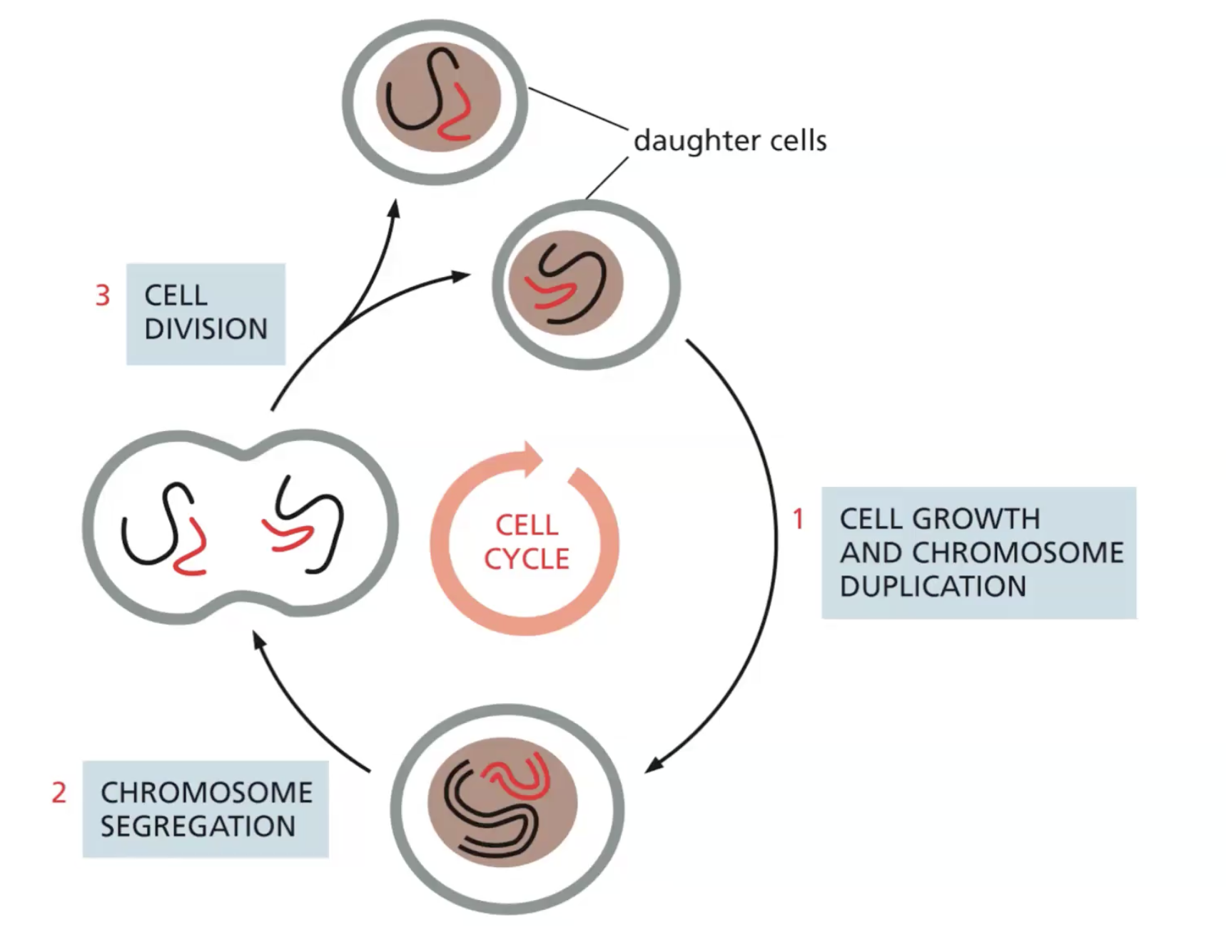 cell cycle