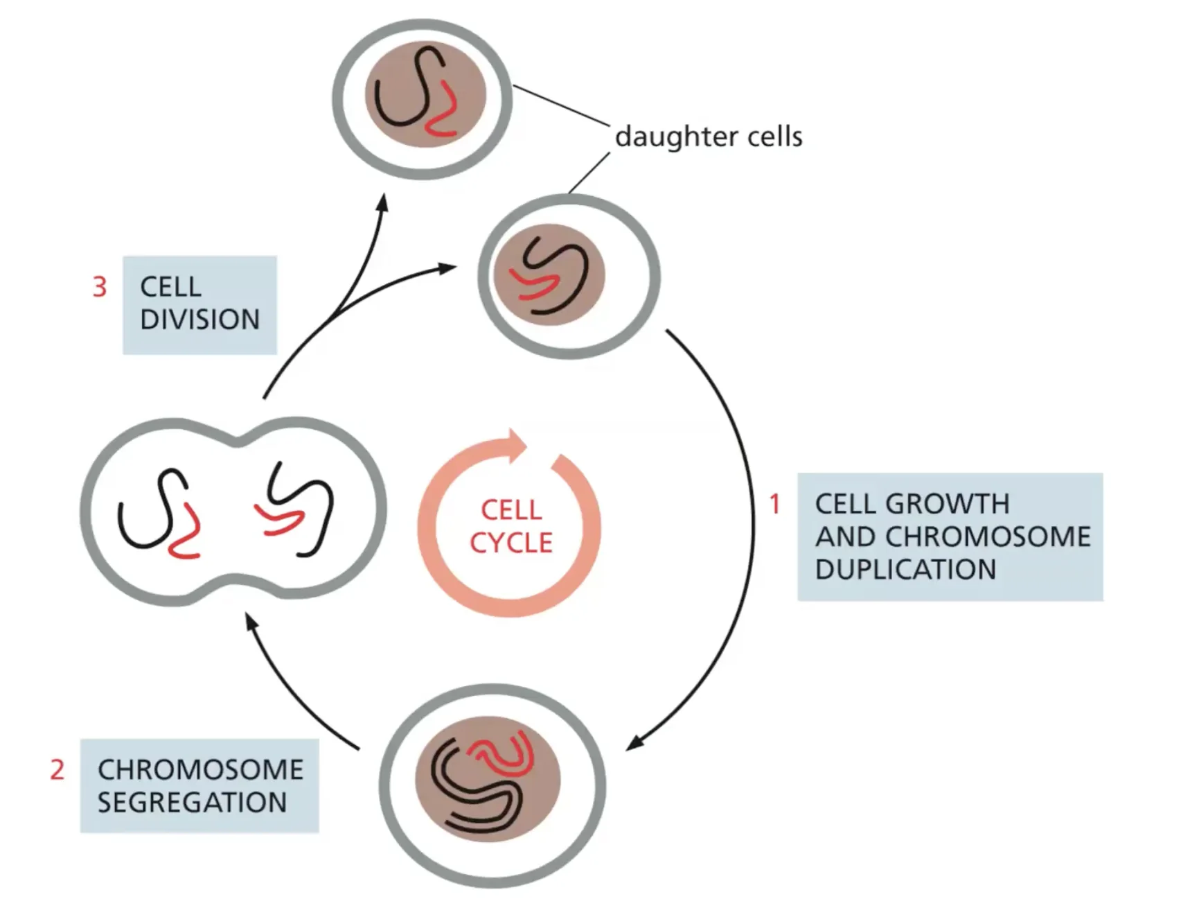 cell cycle