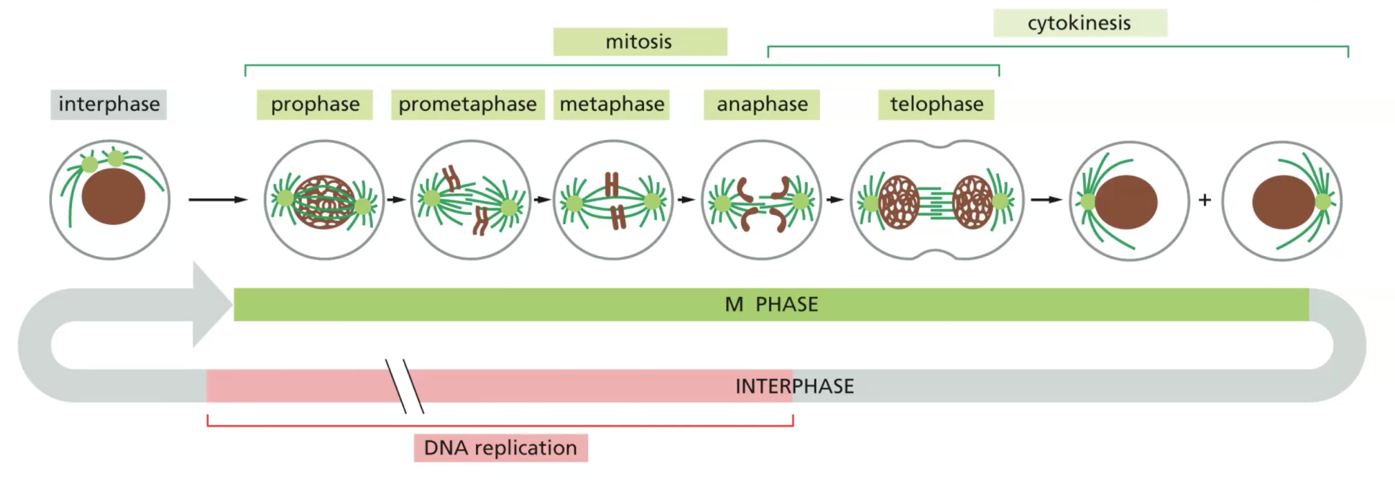 m phase