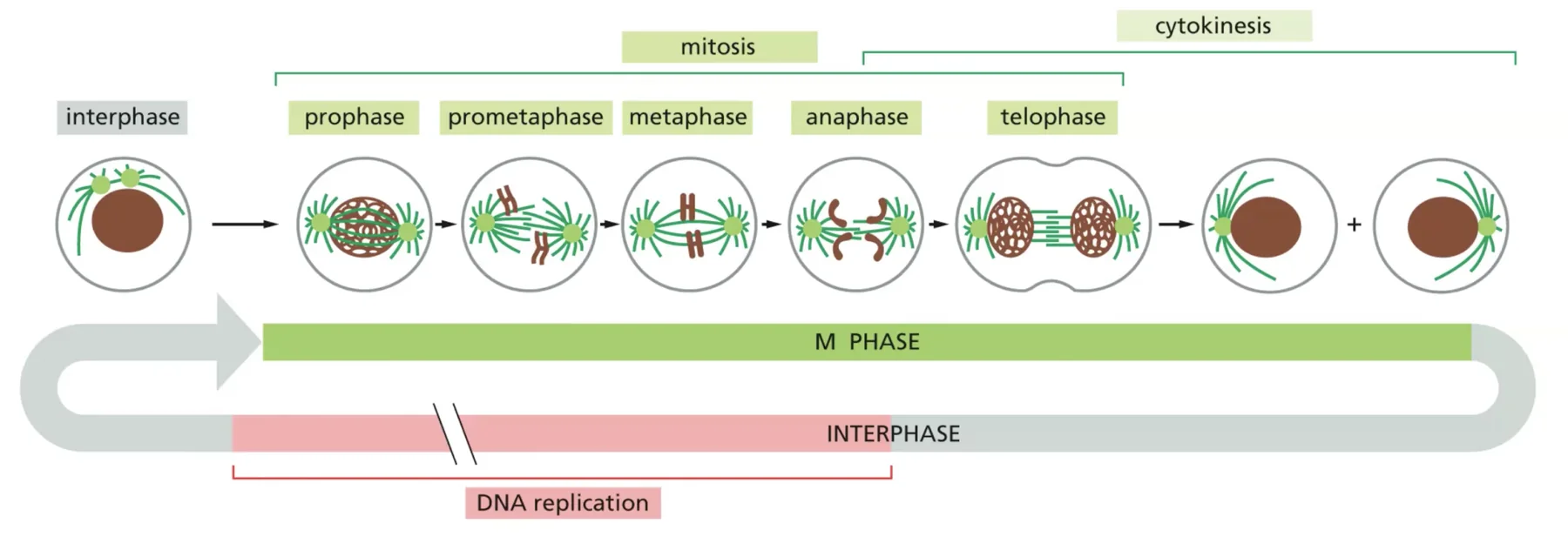 m phase