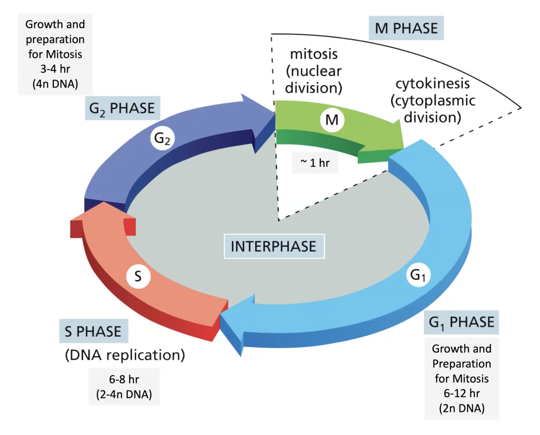 Cycle