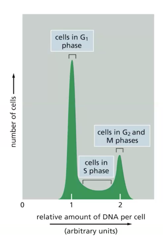 number of cells