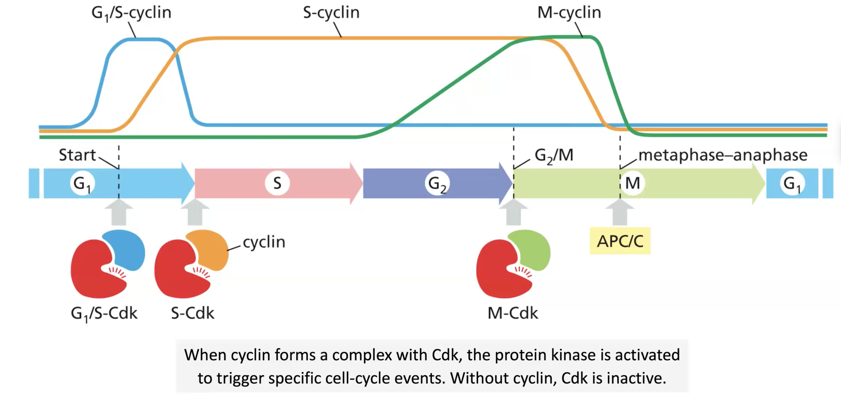 cyclins