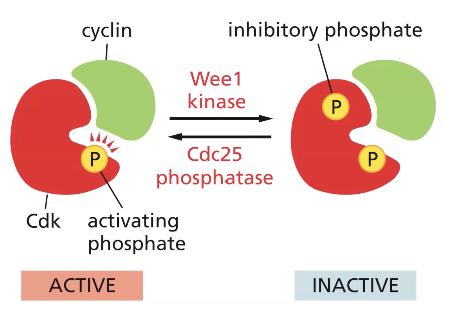 Inhibitors
