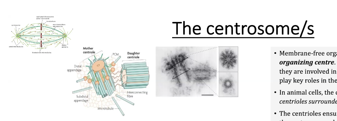 Centrosomes