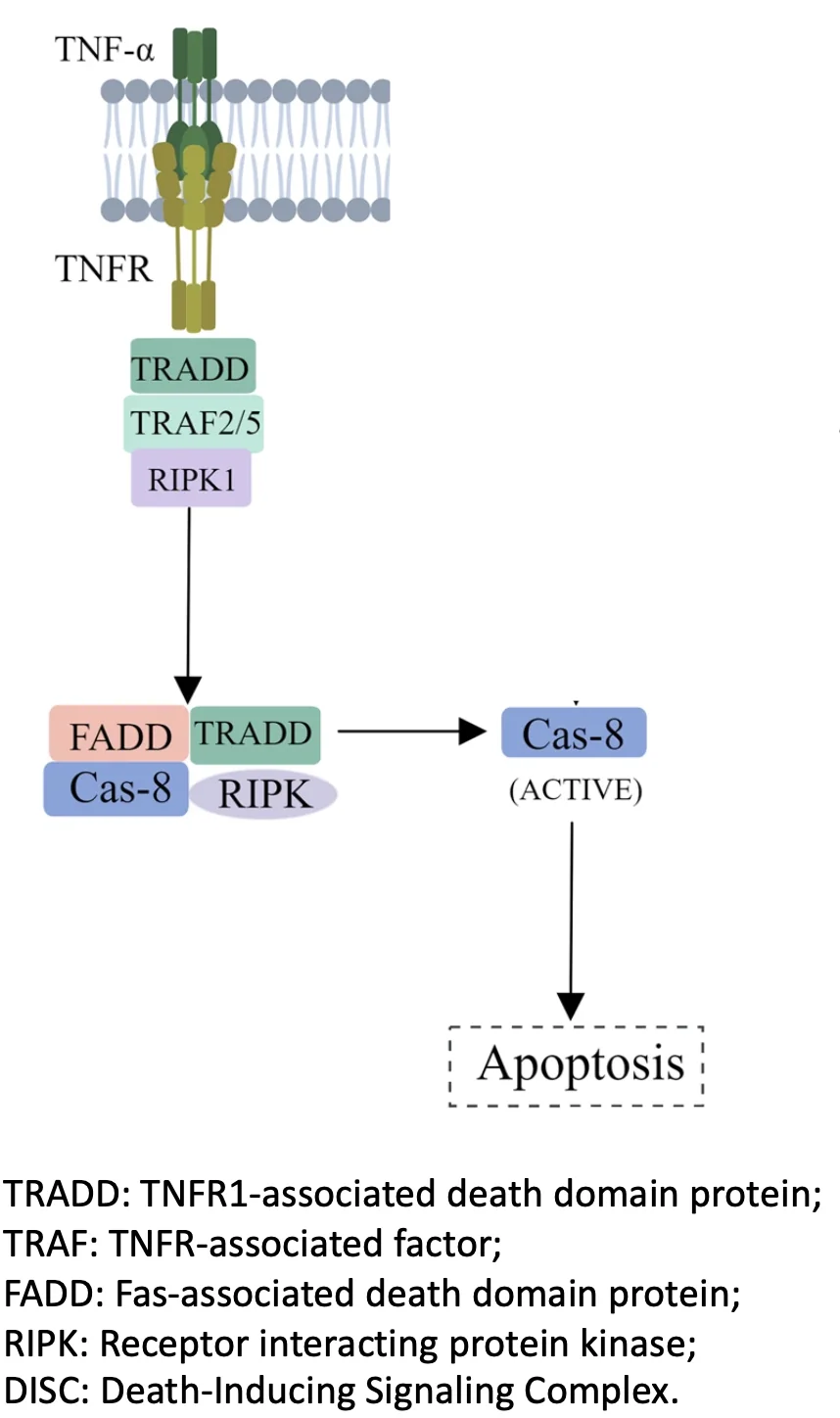 apoptotic signaling