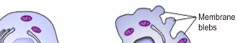 blebs