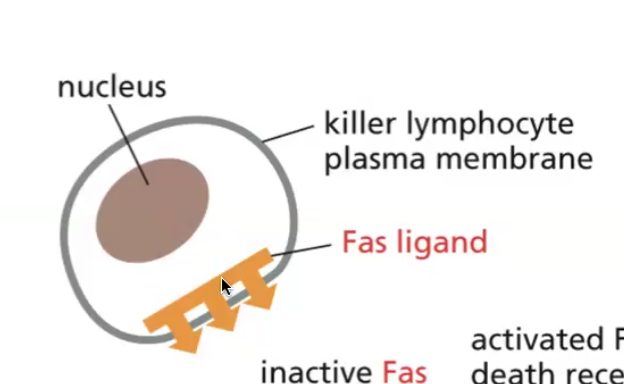 Fas ligand