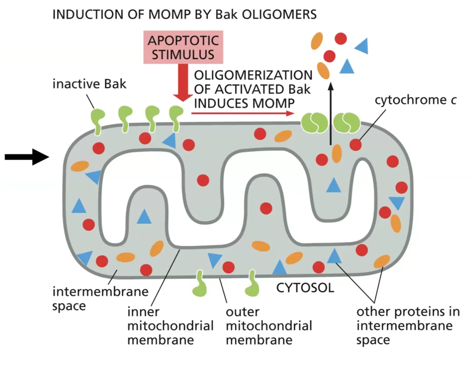Bak OLIGOMERS