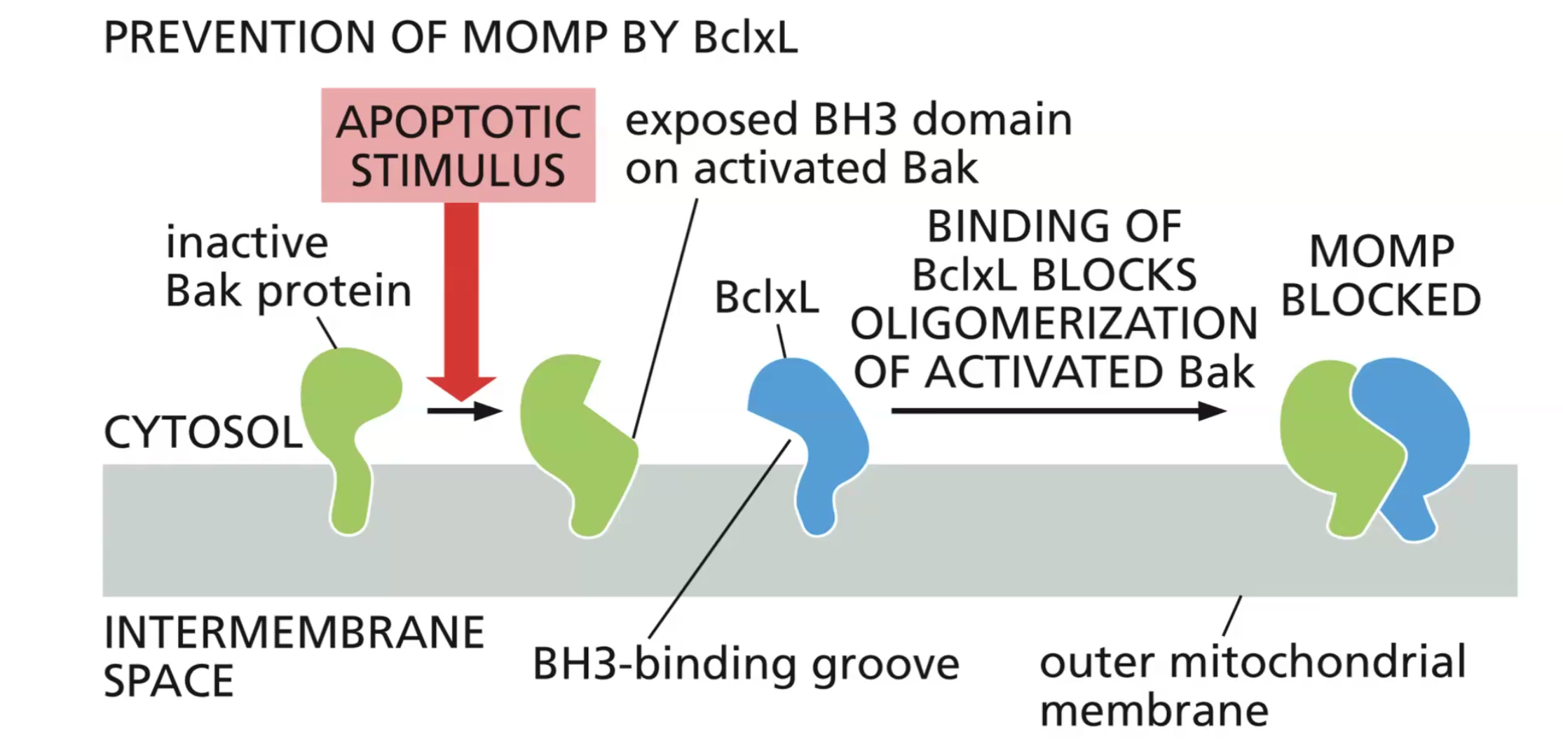 anti apoptotic