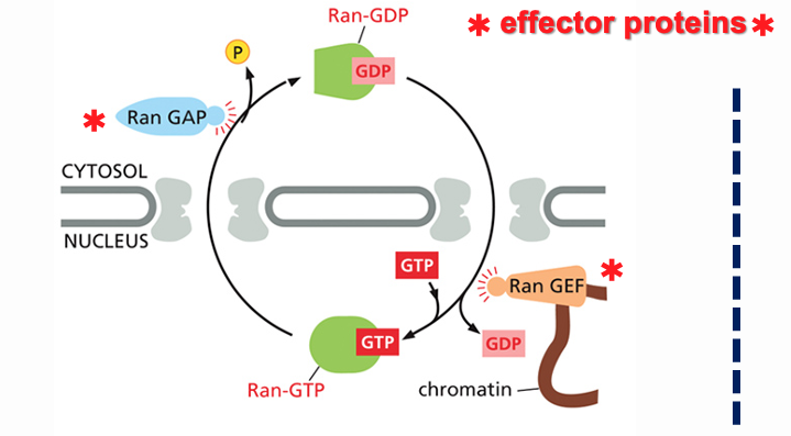 Ran-GTP