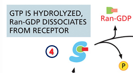 GTP Hydrolyzed
