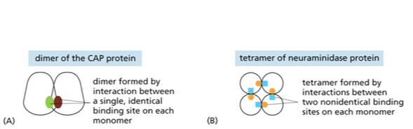 dimer and tetramer