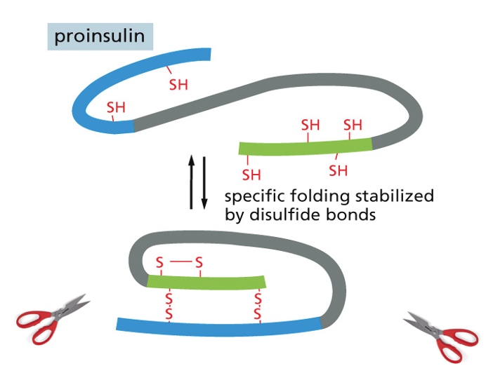 proinsulin