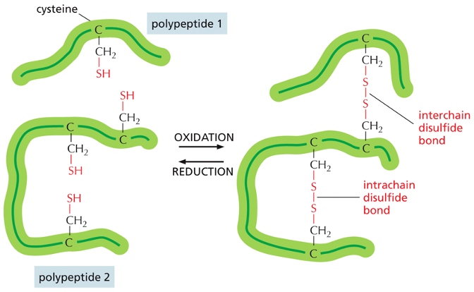 disulfide bonds