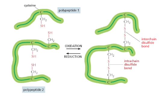 Disulfide bonds