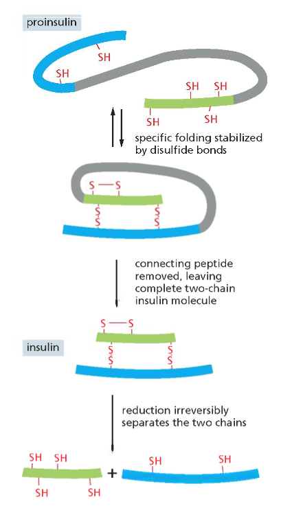 Proteolytic cleavage in insulin assembly