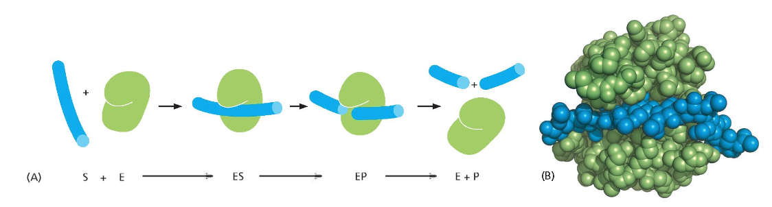 The overall reaction catalyzed by lysozyme