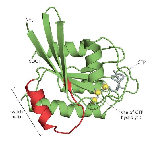 The structure of the Ras protein in its GTP-bound form