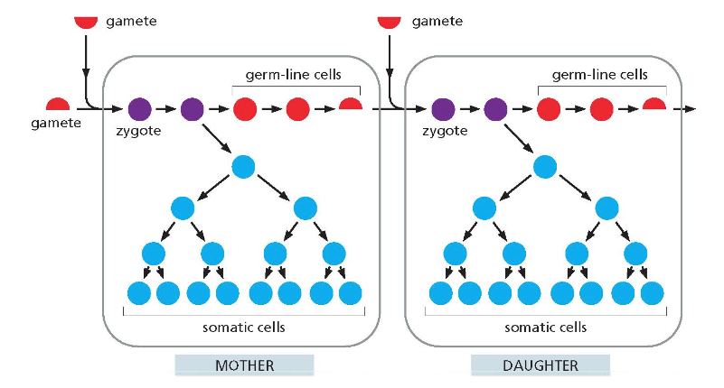 Germ-line cells and somatic cells