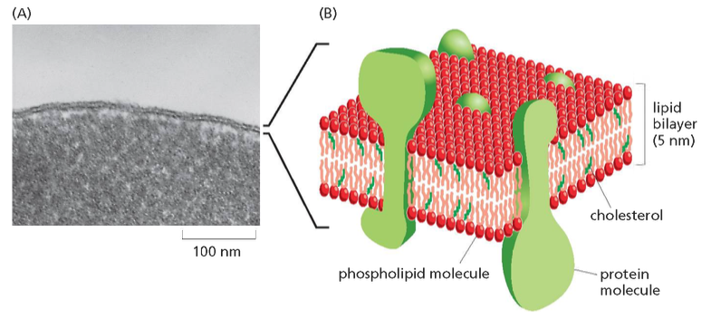 membrane