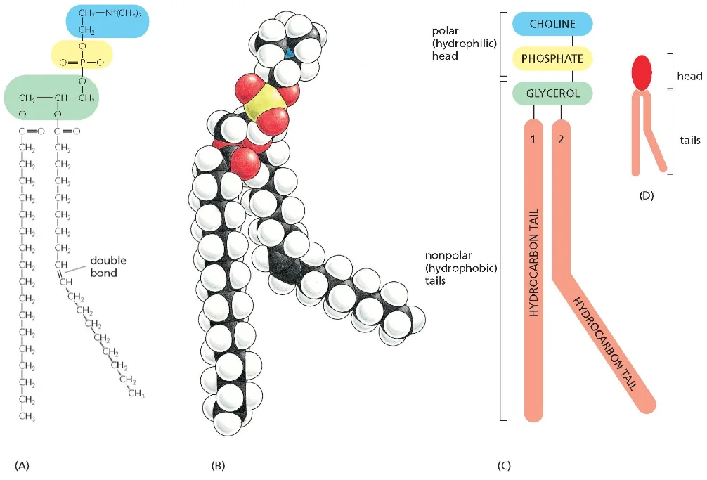 phospholipid