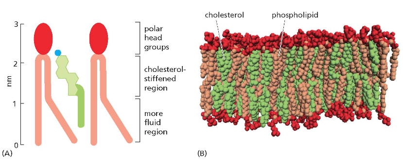 Cholesterol
