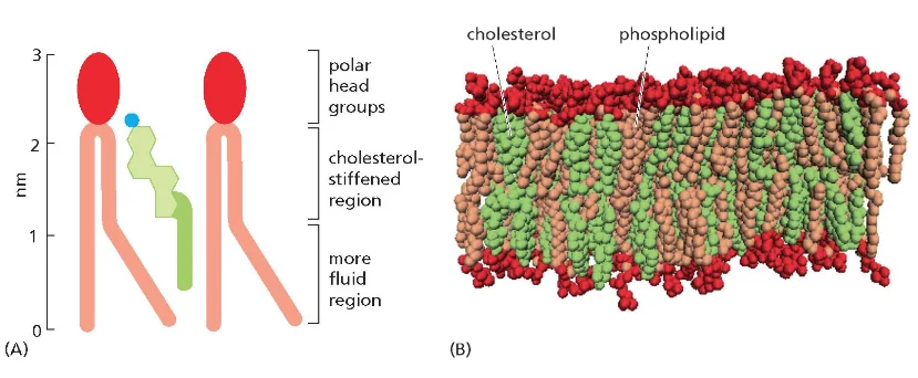 Cholesterol
