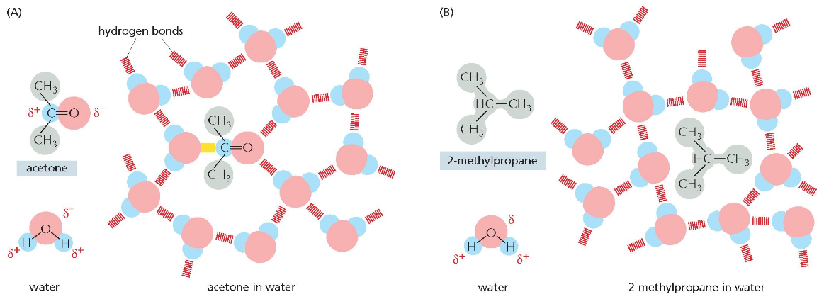 hydrophilic and hydrophobic molecules