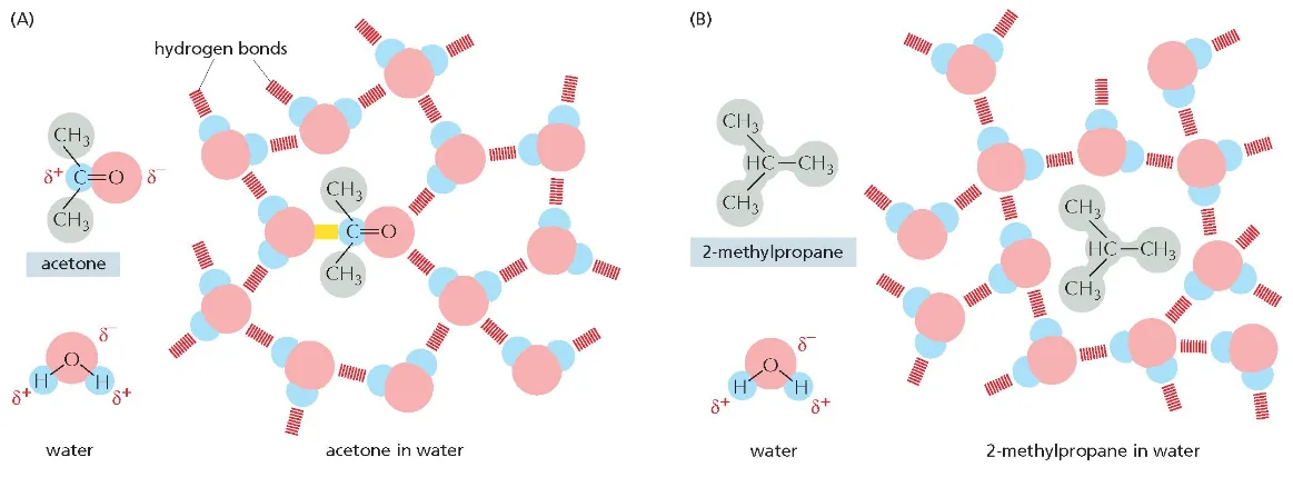 hydrophilic and hydrophobic molecules