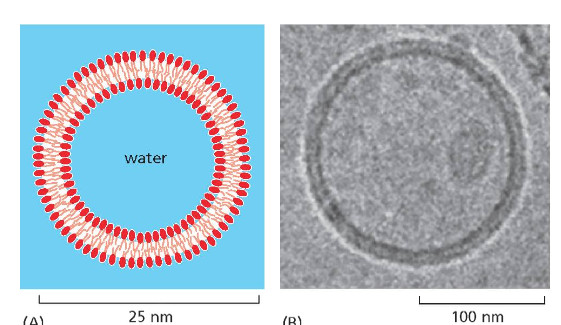 liposome