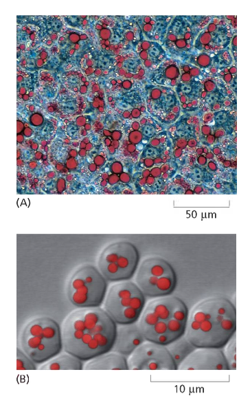 Lipid droplets. A, courtesy of Peter Tontonoz and Ronald M. Evans; B, courtesy of Sepp D. Kohlwein.