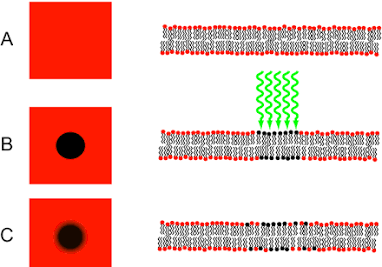 Fluorescence Recovery After Photobleaching (FRAP)