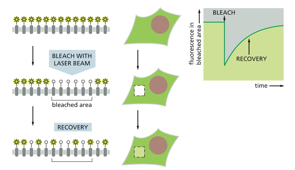 Fluorescence Recovery After Photobleaching (FRAP)