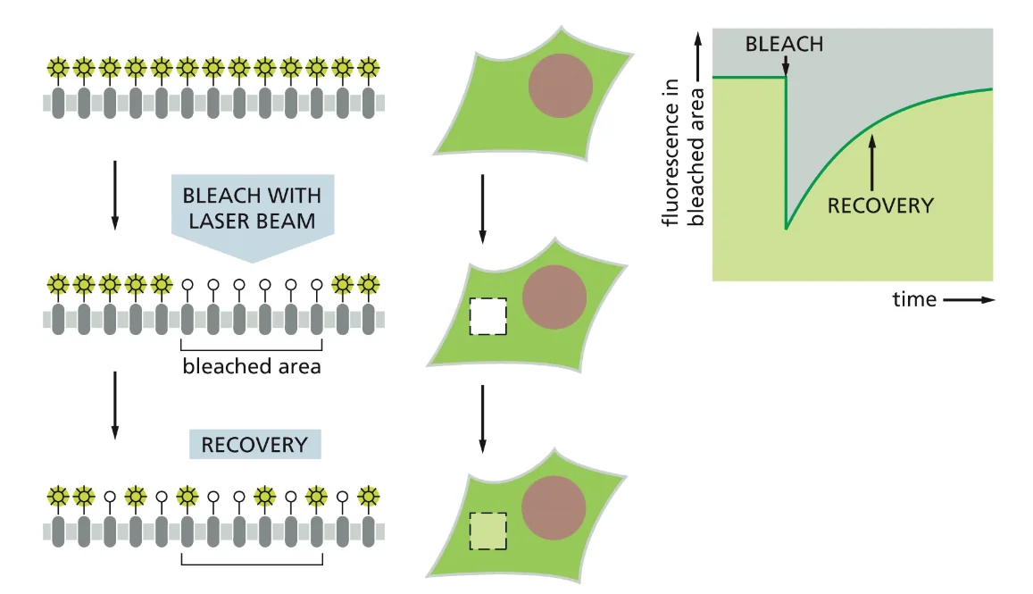 Fluorescence Recovery After Photobleaching (FRAP)