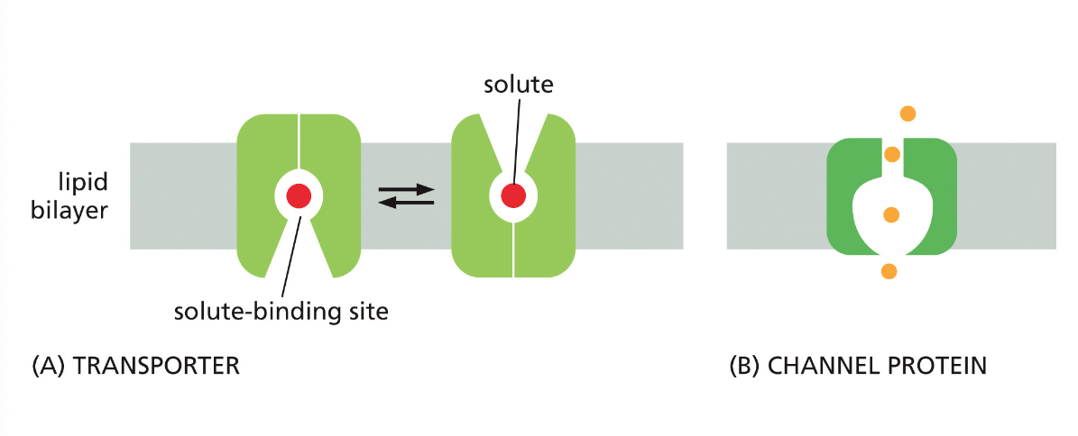 Transporter and Channel Protein