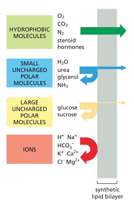Membrane permeability