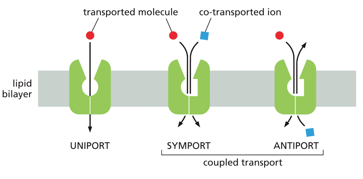 uniport, symport and antiport