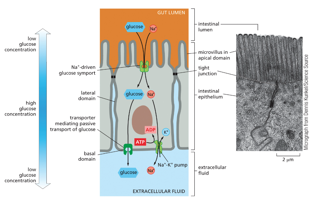 An Asymmetric Distribution of Transporters in Epithelial Cells