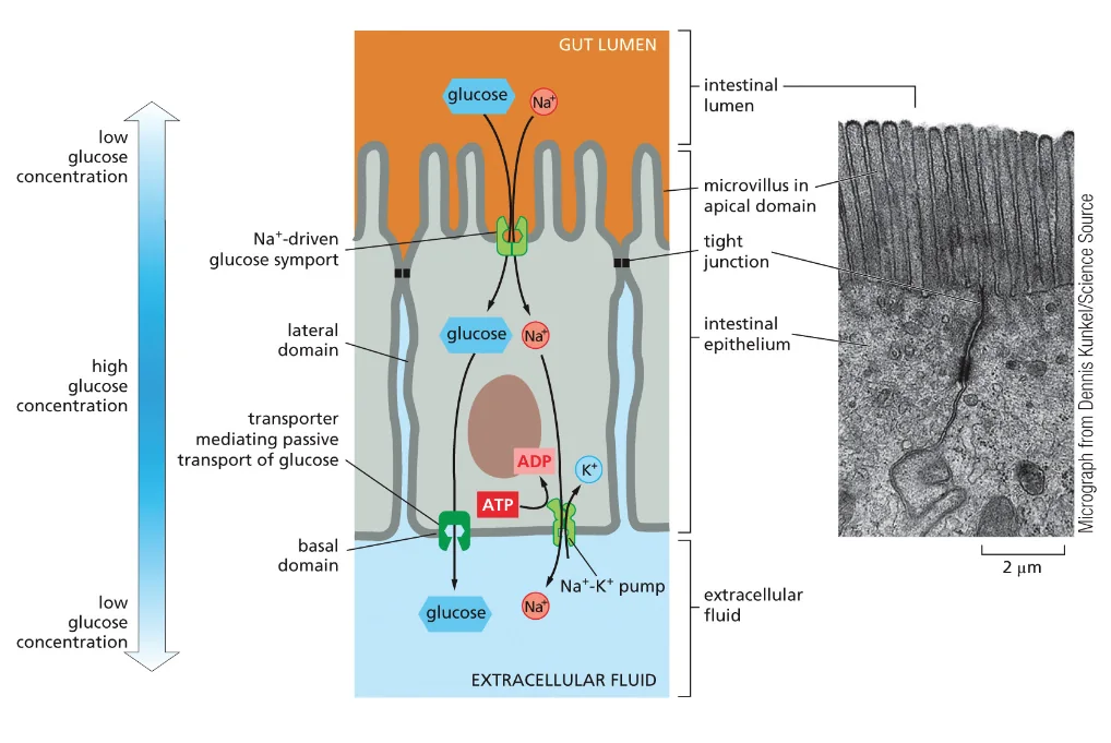 An Asymmetric Distribution of Transporters in Epithelial Cells