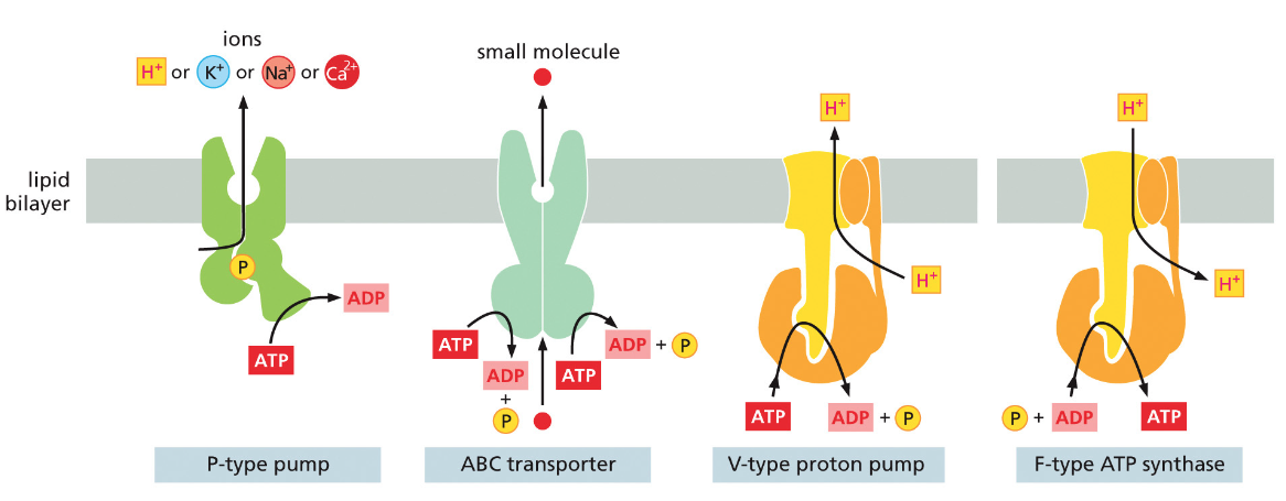 Three Classes of ATP-driven Pumps