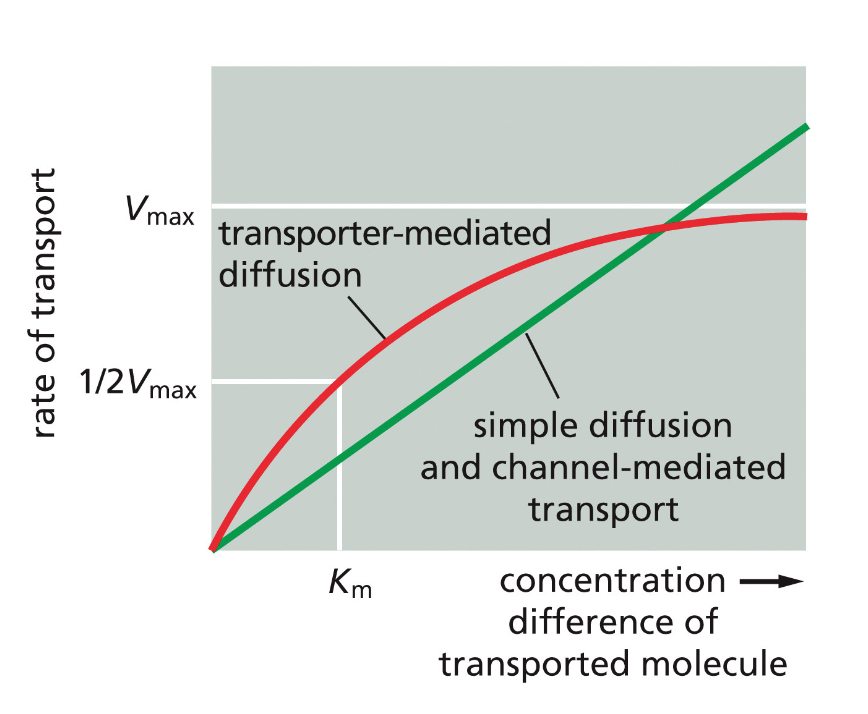 rate of transport