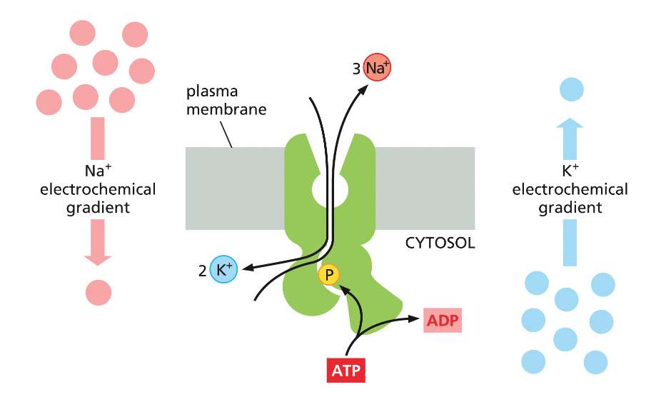 Na⁺/K⁺ ATPase