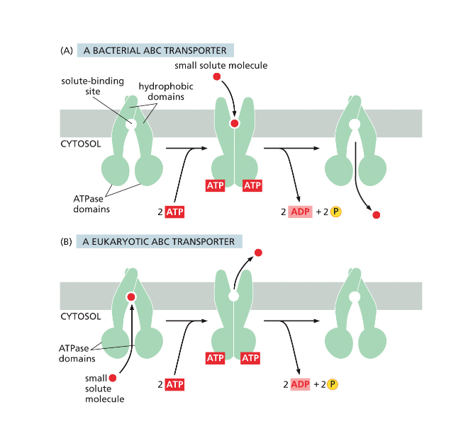 ABC Transporters