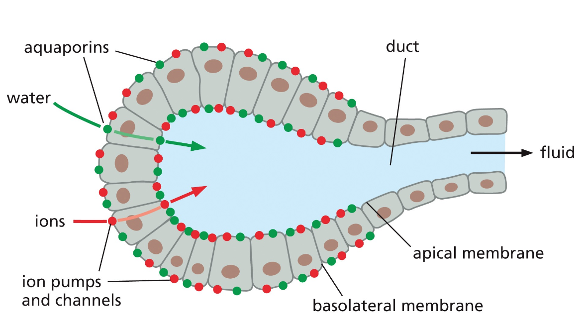 aquaporin