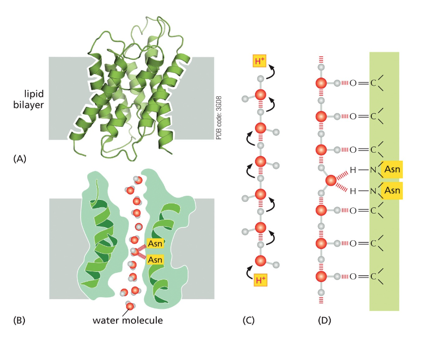 aquaporin mechanism