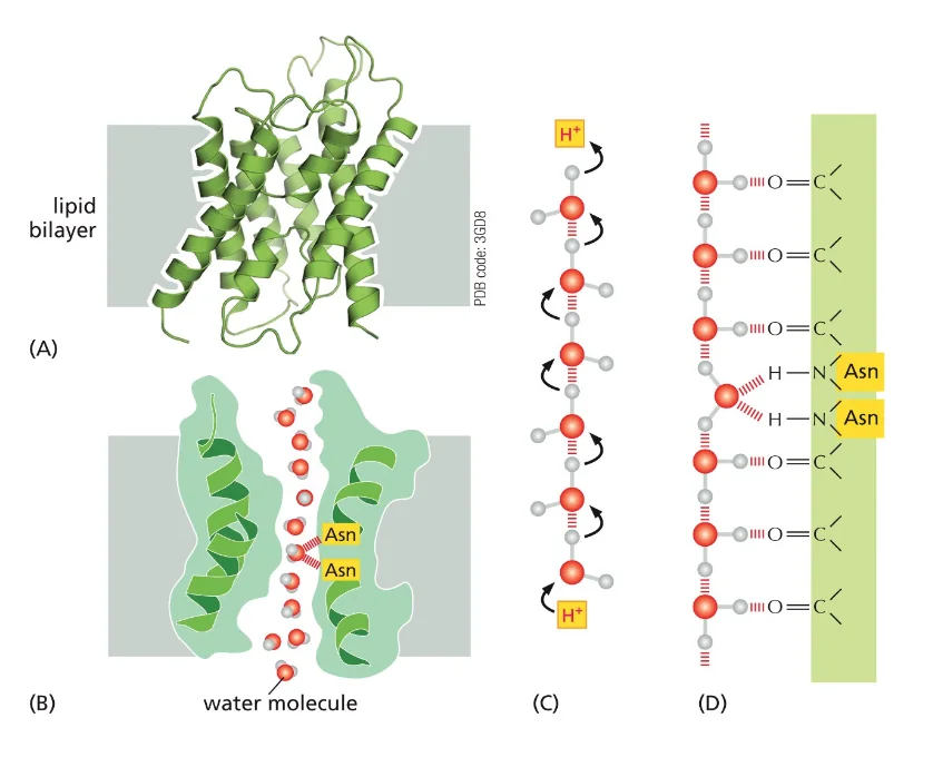 aquaporin mechanism