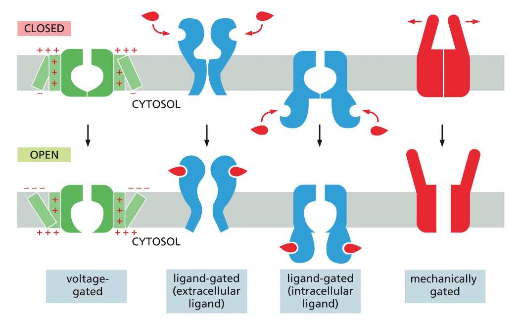 gated channels